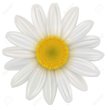 Daisy