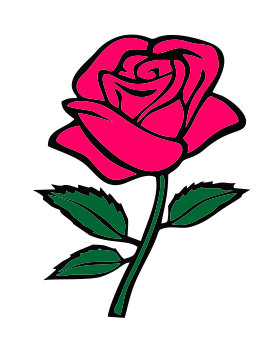 Rose5